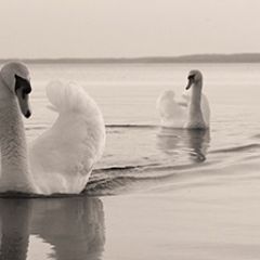 Кухонный фартук Фауна 029 МДФ матовый (3000) Fauna в Качканаре - kachkanar.mebel24.online | фото