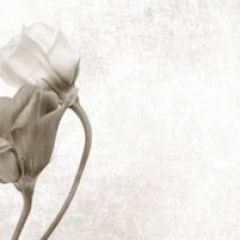 Кухонный фартук Цветы 069 МДФ матовый (3000) Flowers в Качканаре - kachkanar.mebel24.online | фото